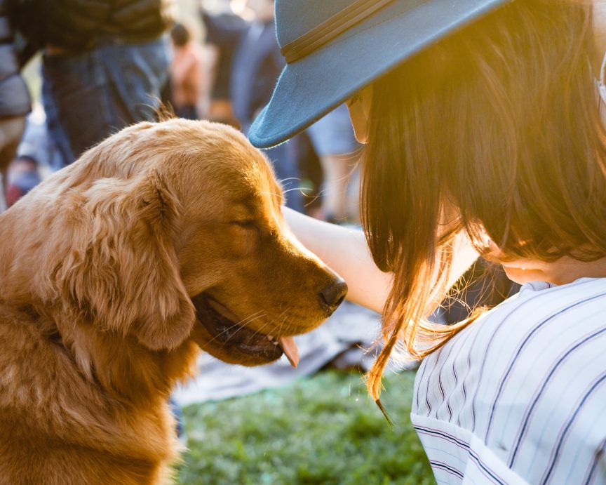 dog therapy